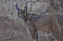 2 Day Pilanesberg Safari in 3 Star Lodge