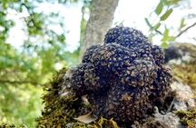 Truffle Hunting Experience in Assisi