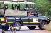 Sunset Safari of Kruger National Park