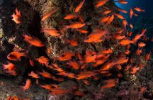 Snorkeling with Marine Biologist Expert from Sorrento