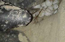 Matura Leatherback Eco-Experience