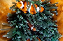Moalboal Sardine Run and Kawasan Day Tour