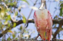 Damas Island Mangrove Boat Tour with Wildlife from Manuel Antonio