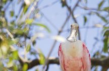 Damas Island Mangrove Boat Tour from Jaco
