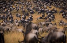 4-Day Best of Tanzania Safari 