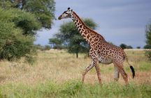 4-Day Best of Tanzania Safari 