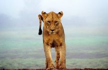 4-Day Best of Tanzania Safari 