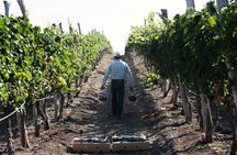 Full Day Visit to Vineyard and Premium Tasting in San Miguel