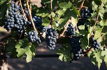 Full Day Visit to Vineyard and Premium Tasting in San Miguel