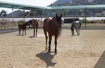 Kusadasi Horse Riding Beach and Forest options with Transfer 
