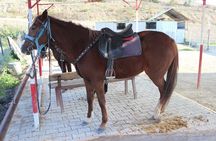 Kusadasi Horse Riding Beach and Forest options with Transfer 