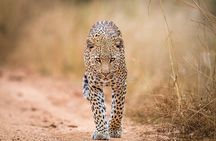 6-Day Private Safari in Northern Tanzania from Arusha