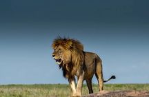 6-Day Private Safari in Northern Tanzania from Arusha