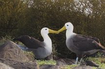 Full-day Adventure Tour at Espanola Island (Waved Albatross Island)