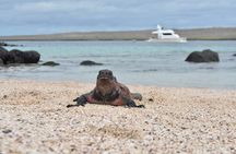 Full-day Adventure Tour at Espanola Island (Waved Albatross Island)