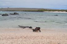 Full-day Adventure Tour at Espanola Island (Waved Albatross Island)