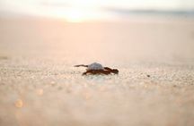 Los Cabos Turtle Release Eco-Experience