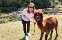 Lamington National Park, O'Reilly's & Vineyard Tour