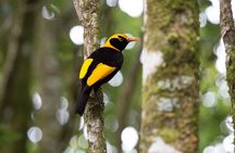 Lamington National Park, O'Reilly's & Vineyard Tour