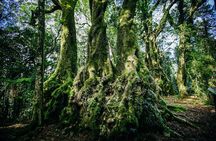 Natural Bridge & Springbrook Waterfalls Tour