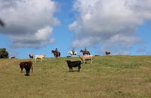 1 Hour Scenic Horseback Ride