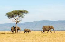 3 Day Lake Manyara, Ngorongoro crater, Tarangire Safari