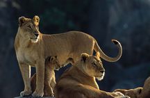 3 Day Lake Manyara, Ngorongoro crater, Tarangire Safari