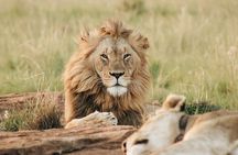 4 Days Experience big five in Tarangire, Serengeti & Ngorongoro Safari