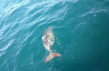 Dolphin Watching in Gibraltar with Dolphin Safari