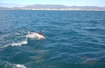 Dolphin Watching in Gibraltar with Dolphin Safari