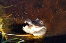 Everglades Florida Airboat Tour 