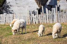 Boston to Plymouth Day-Trip