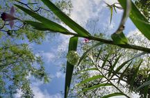 Peak Pursuit: Embark on the Arenal Volcano Hike Expedition