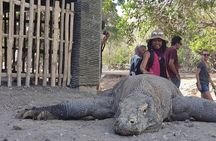 3-Day Komodo island Tour with or without Roundtrip Flight From Bali