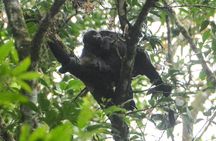 Wildlife Safari Float by Kayak in Peñas Blancas River from Arenal