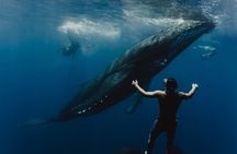Whale Tour - Observe and swim with whales
