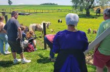 Authentic Tour & Meal with the Amish!