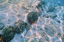 Kona Coast Cruise: Snorkel Kealakekua Bay & Dolphin Encounter