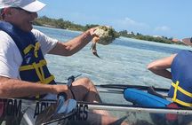 Clear Bottom Kayaks Mangrove Tour
