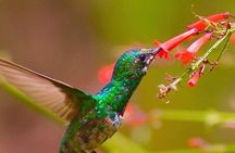 Yerette Home of the Hummingbird