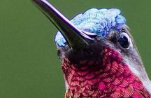 Yerette Home of the Hummingbird