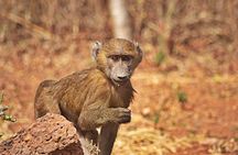 Full-Day Accra Safari and Boat Cruise Private Tour 