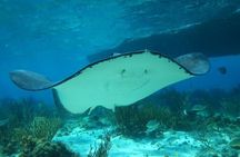 Stingray City Experience Plus One Snorkeling Stop