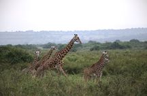 Cool Share Day Akagera Game Drive, Daily Depart, Boat Ride, Lunch
