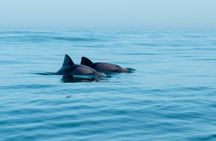 Atlantic Outlook Kayak Tour Cape Town 