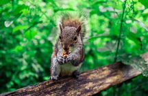 Half-day Forest Bathing and Yoga in Brighton's Woodlands