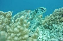 Gili Trawangan,Gili Meno& Gili Air Island:Snorkeling Day Trip Depart from Lombok