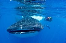 Whale Shark Swimming Seasonal Adventure from Tulum