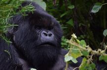  3-Day Uganda Gorilla Trekking Safari 