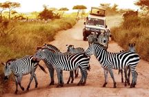 2-Day Private Mikumi National Park Tour with Pickup